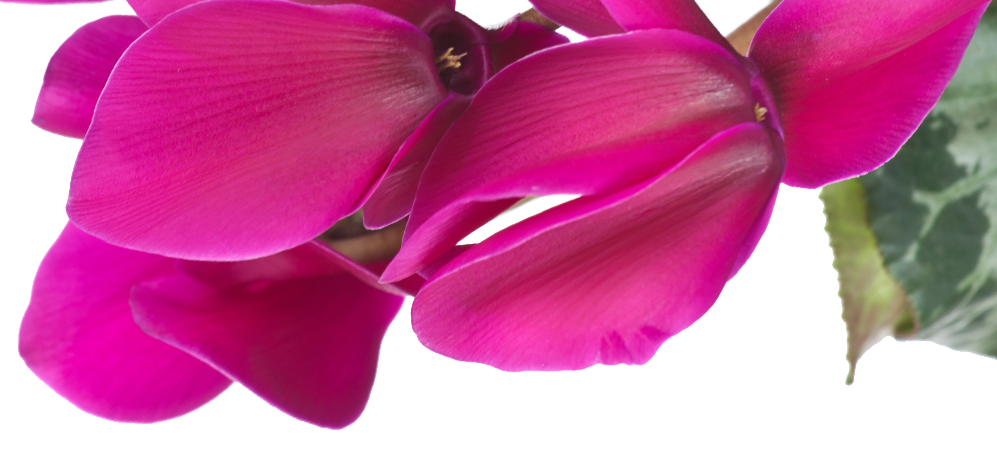 Note sur le cyclamen